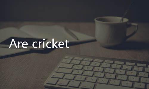 【Indian Online Gambling No Deposit Required】Are crickets poisonous when they bite?